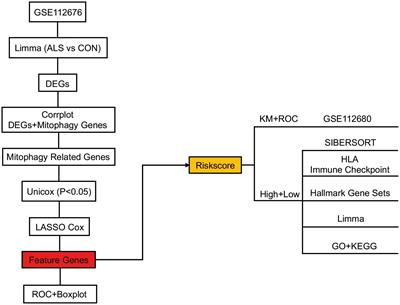 Developing a novel immune infiltration-associated mitophagy prediction model for amyotrophic lateral sclerosis using bioinformatics strategies